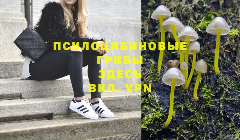 Галлюциногенные грибы Cubensis  купить наркоту  omg   Суоярви 